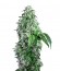 Сорт Big Devil F1 Fast Version fem (Sweet Seeds)