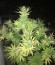 Сорт Sumo's OG Kush fem (Sumo Seeds)