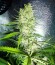 Сорт C99 fem (Female Seeds)