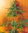 Сорт Critical Jack fem (Dinafem Seeds)