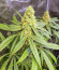 Сорт Dozy Sith fem (AlphaFem Seeds)