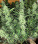 Сорт Gorilla Glue #4 fem (Blimburn Seeds)