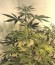 Сорт Grand Heft Auto fem (Dr. Krippling Seeds)