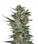 Сорт Quick One auto fem (Royal Queen Seeds)