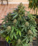 Сорт Auto Red Russian XXL fem (Victory Seeds)