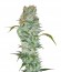 Сорт White Russian fem (Serious Seeds)