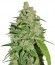 Сорт Cannatonic fem (Resin Seeds)