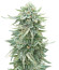 Сорт Dozy Doz fem (AlphaFem Seeds)