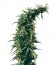 Сорт Hawaiian Snow fem (Green House Seeds)