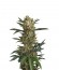 Сорт Original Amnesia Autoflowering fem (Dinafem Seeds)