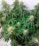 Сорт Six Shooter auto fem (FastBuds)