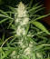 Сорт Stromboli Auto fem (Paradise Seeds)