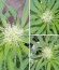 Сорт Bona Dea CBD+ fem (Vision Seeds)