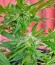 Сорт Original Amnesia Autoflowering fem (Dinafem Seeds)