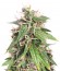 Сорт Big Bud (Snow White) reg (Nirvana Seeds)