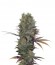 Сорт Landysh fem (VIP seeds)