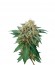 Сорт Shark Attack fem (Dinafem Seeds)