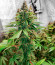 Сорт Slurricane fem (Advanced Seeds)