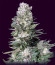 Сорт Bruce Banner fem (Cali Buds Seeds)