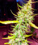 Сорт Northern Lights fem (Herbies Seeds)