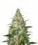 Сорт Zkittlez fem (Original Sensible Seeds)