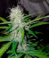 Сорт Super Lemon Haze Auto fem (Green House Seeds)