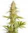 Сорт Critical Jack fem (Dinafem Seeds)