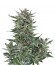 Сорт Easy Bud auto fem (Royal Queen Seeds)