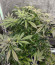 Сорт Gorilla fem (00 Seeds)