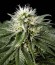 Сорт White Rhino fem (Green House Seeds)