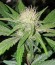 Сорт Big Bud fem (Vision Seeds)