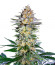 Сорт Alpha 21 fem (AlphaFem Seeds)