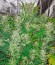 Сорт Blue Dream Auto fem (Humboldt Seeds)