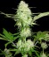 Сорт Silver Buddha Haze fem (Sumo Seeds)