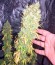 Сорт White Strawberry Skunk fem (Strain Hunters)