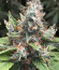 Сорт Acapulco Gold fem (Barney's Farm)