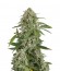 Сорт White Widow Automatic fem (Dinafem Seeds)