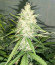 Сорт Gran Purple Banner Auto fem (Cali Buds Seeds)