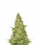 Сорт Power VIP fem (VIP seeds)