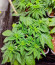 Сорт 00 Kush fast fem (00 Seeds)