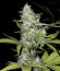 Сорт Buddha Calamity Jane auto fem (Buddha Seeds)