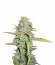 Сорт O.G. Kush fem (Royal Queen Seeds)