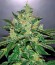 Сорт Critical Jack Autoflowering (Dinafem Seeds)