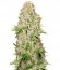 Сорт Skunk Special fem (Female Seeds)