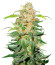 Сорт 00 Kush fast fem (00 Seeds)