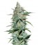 Сорт Amnesia Ryder Auto fem (World of Seeds)