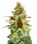 Сорт White Russian reg (Serious Seeds)