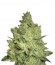 Сорт Jacky White fem (Paradise Seeds)