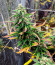 Сорт Auto Pineapple Glue fem (Advanced Seeds)