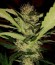 Сорт Critical Impact fem (Vision Seeds)